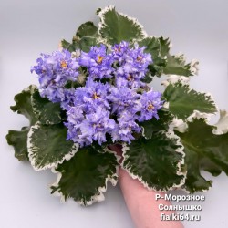 Р-Морозное Солнышко (В. Зуб)